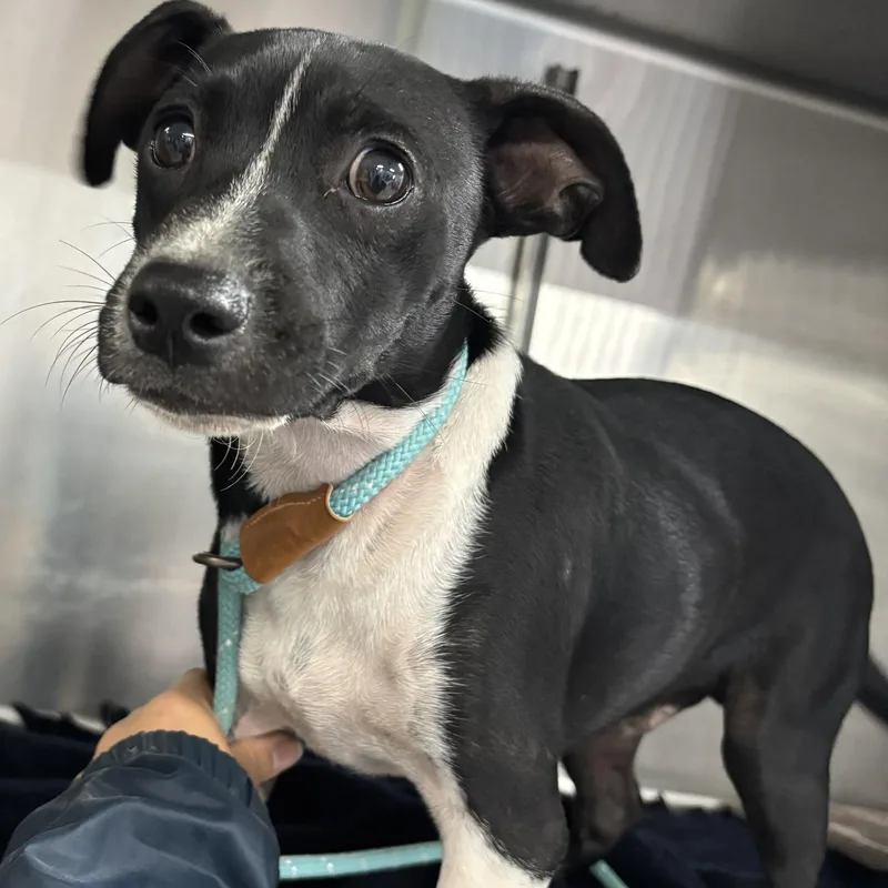 A young small-sized male Terrier dog named Gilbert for adoption in Allegan, MI