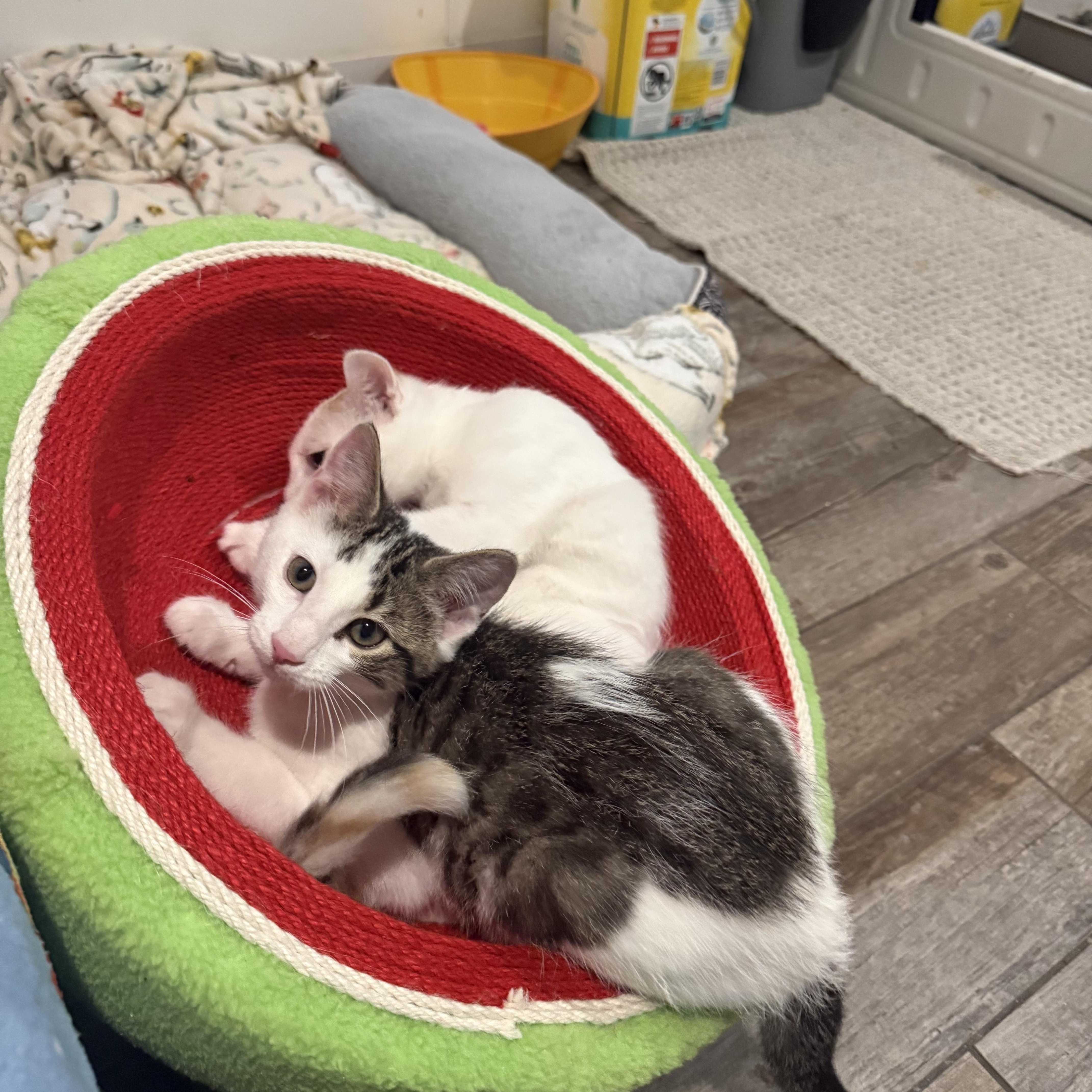 A baby medium-sized male Domestic Short Hair cat named Nelson for adoption in Blaine, MN