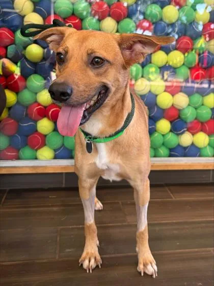 An adult small-sized male Mixed Breed dog named Angel Boy for adoption in Honolulu, HI