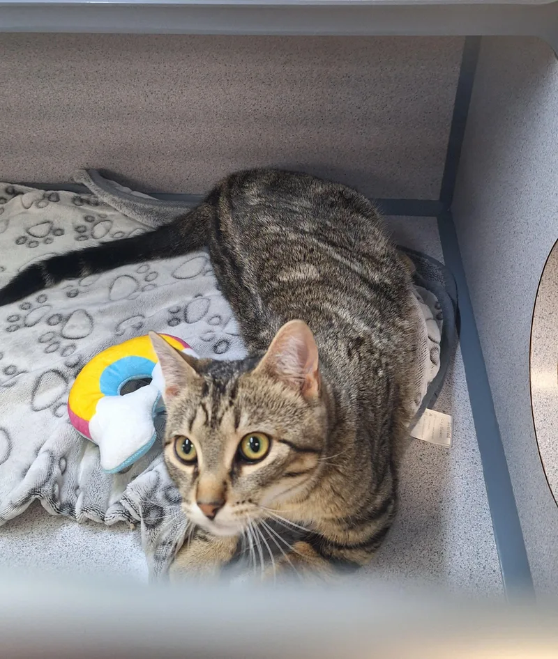 A young medium-sized male Brown / Chocolate Domestic Short Hair cat named Noah for adoption in Canon City, CO