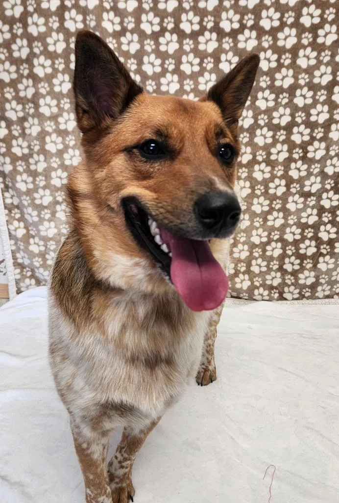 A young medium-sized male Red / Chestnut / Orange Australian Cattle Dog / Blue Heeler dog named Jock for adoption in Benld, IL
