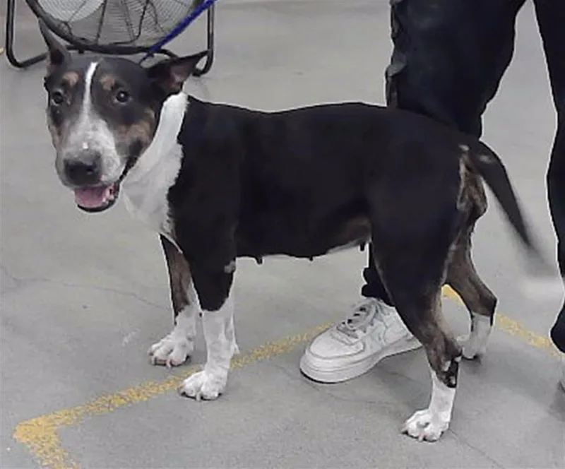 An adult medium-sized female Bull Terrier dog named Sushi for adoption in Houston, TX
