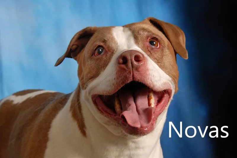 A senior large-sized female Brown / Chocolate Pit Bull Terrier dog named Novas for adoption in Mount Vernon, OH