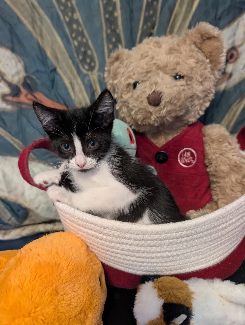 A baby medium-sized male Black & White / Tuxedo Domestic Short Hair cat named Frontier for adoption in Oviedo, FL