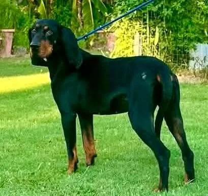 A young large-sized male Black and Tan Coonhound dog named Odin for adoption in Leawood, KS