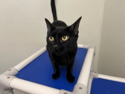 A young medium-sized female American Shorthair cat named Winnie for adoption in Cashiers, NC