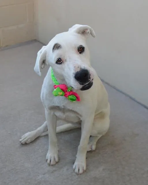 A young large-sized female Pit Bull Terrier dog named Birdie for adoption in McKinney, TX