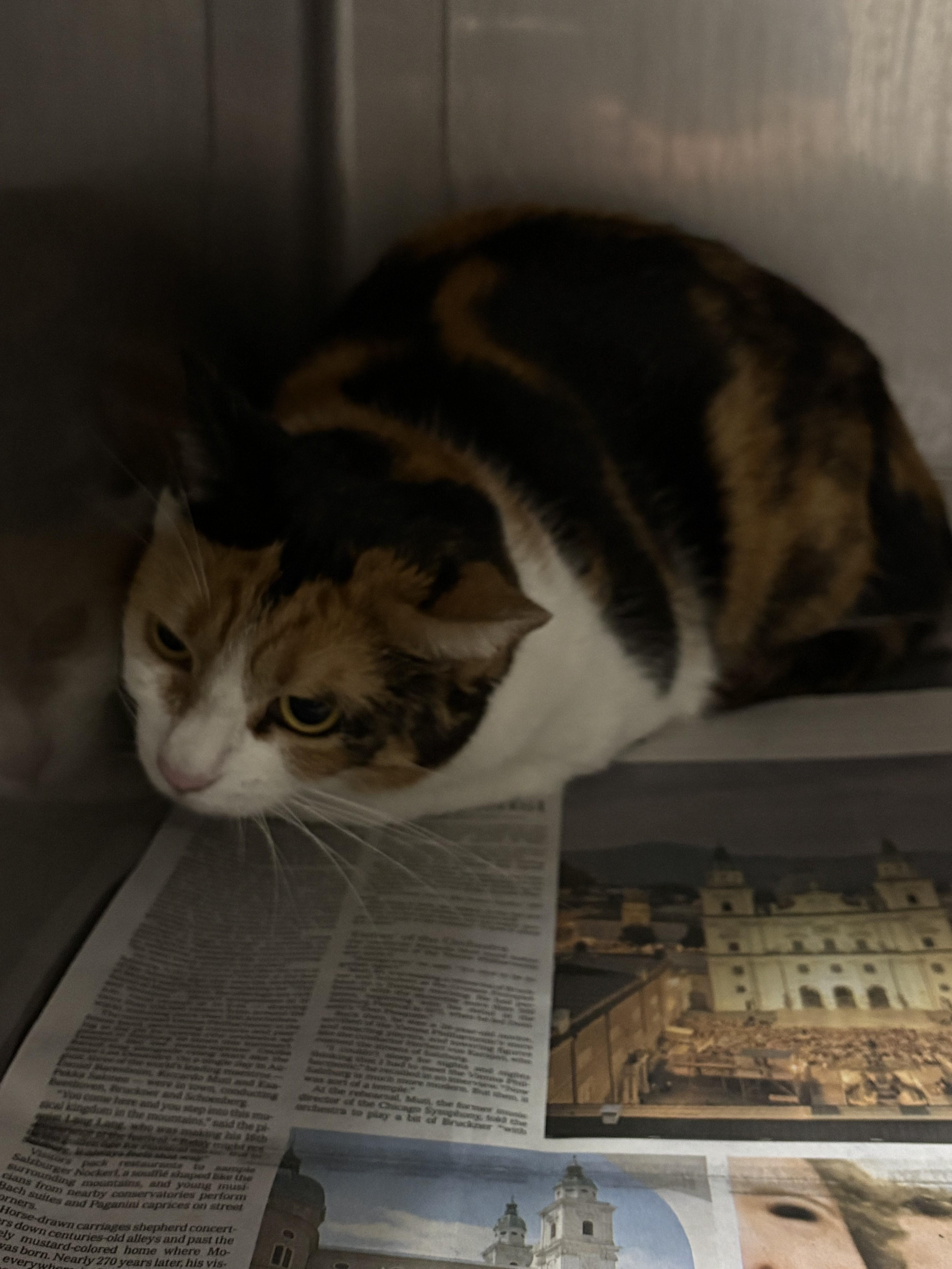 An adult medium-sized female Domestic Short Hair cat named Lea for adoption in Chatsworth, CA
