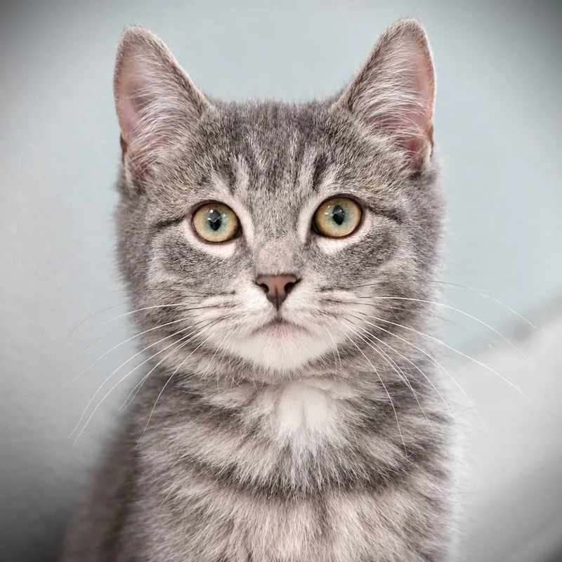 A baby small-sized male Domestic Short Hair cat named Schmidt for adoption in Amsterdam, NY