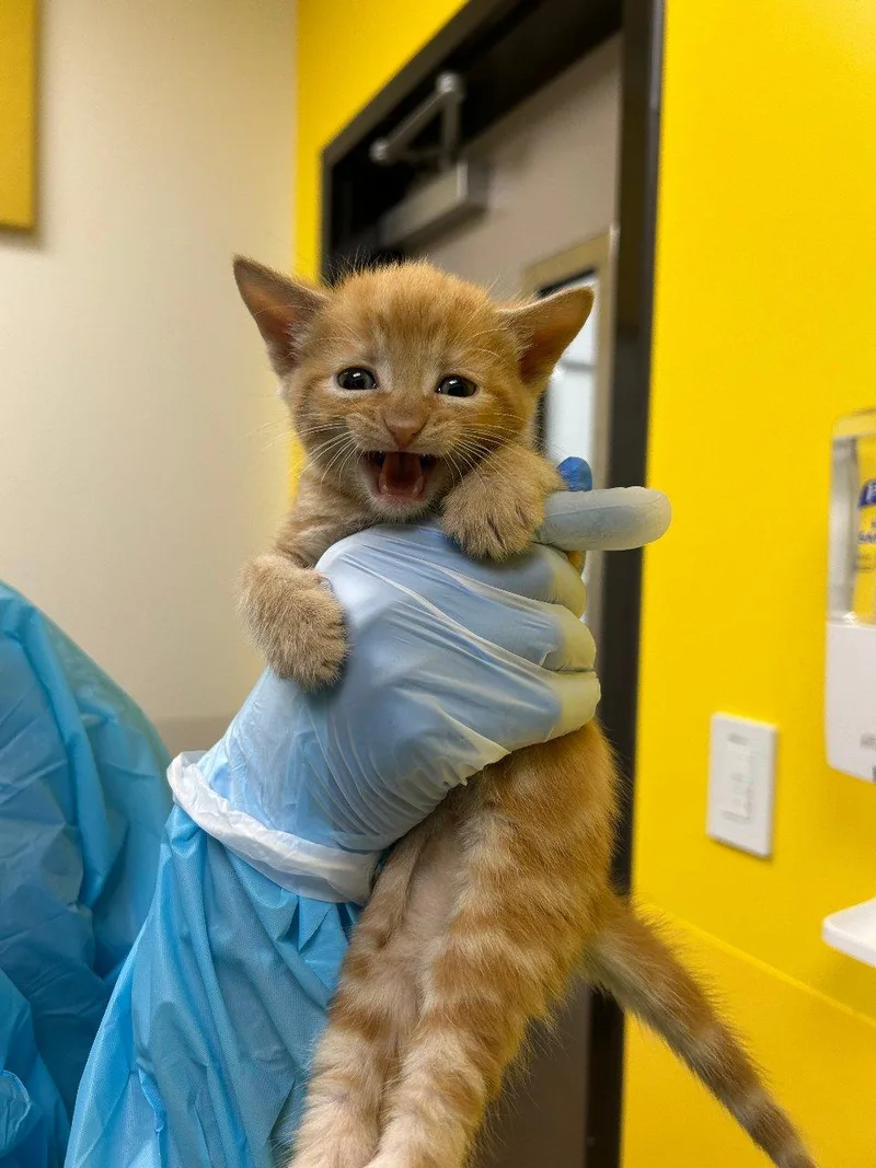 A baby small-sized male Tabby (Orange / Red) Domestic Short Hair cat named Fred for adoption in Raleigh, NC