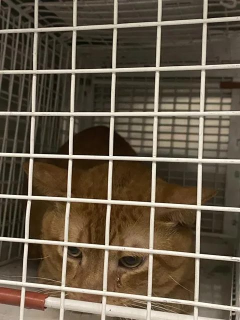 An adult small-sized male Domestic Short Hair cat named Duchess for adoption in Dallas, TX