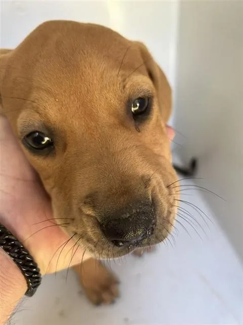 A baby medium-sized female Redbone Coonhound dog named A for adoption in Houston, TX