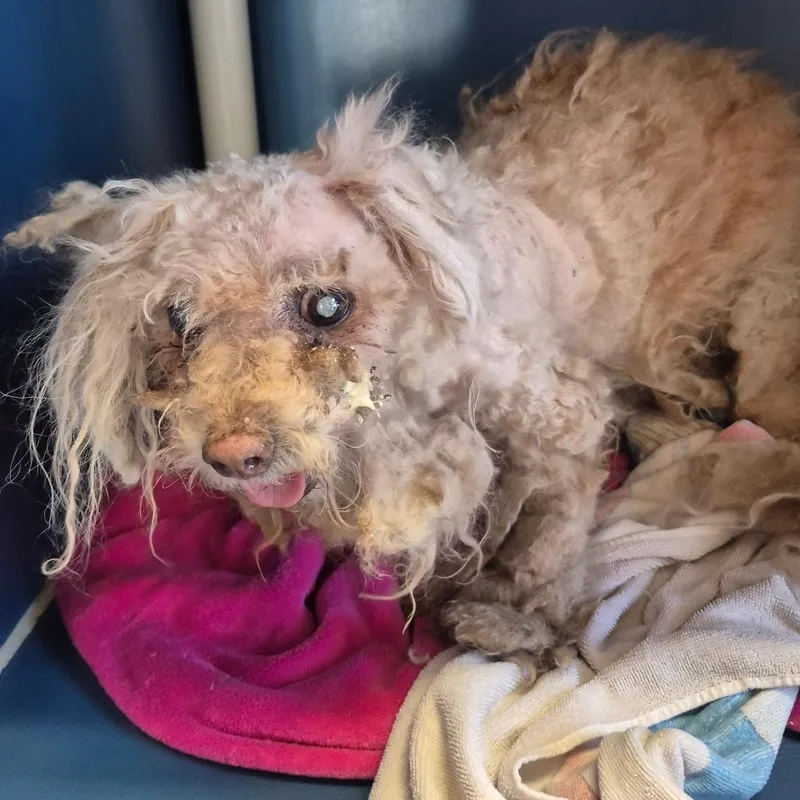 A senior small-sized male Yellow / Tan / Blond / Fawn Miniature Poodle dog named Bob for adoption in Yuma, AZ