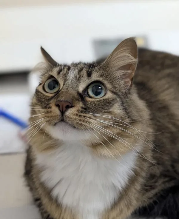 An adult small-sized female Domestic Short Hair cat named Barbarella for adoption in Sherwood, OR