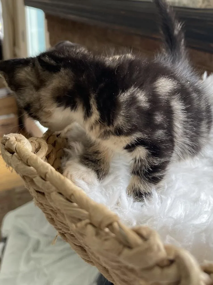 A baby small-sized female Black & White / Tuxedo Domestic Short Hair cat named Martha for adoption in Virginia Beach, VA