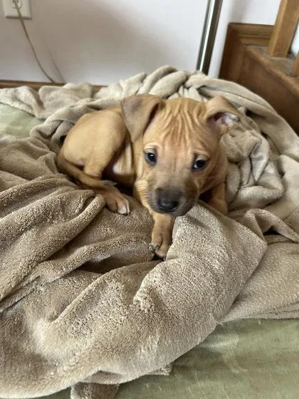 A baby medium-sized female Mixed Breed dog named Queen for adoption in Hobart, IN