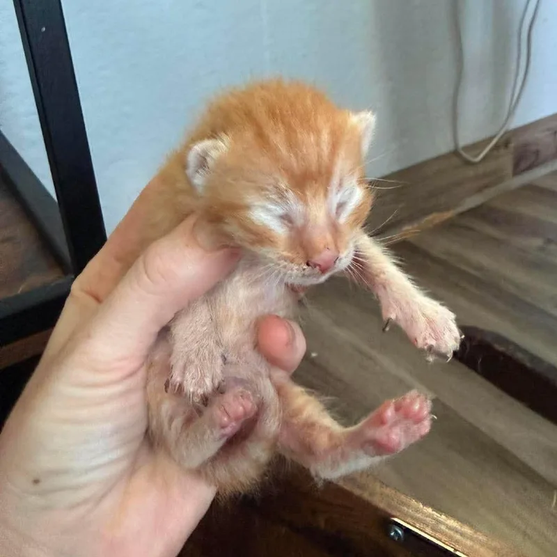 A baby small-sized male Orange / Red Domestic Short Hair cat named Wally for adoption in Bastrop, TX