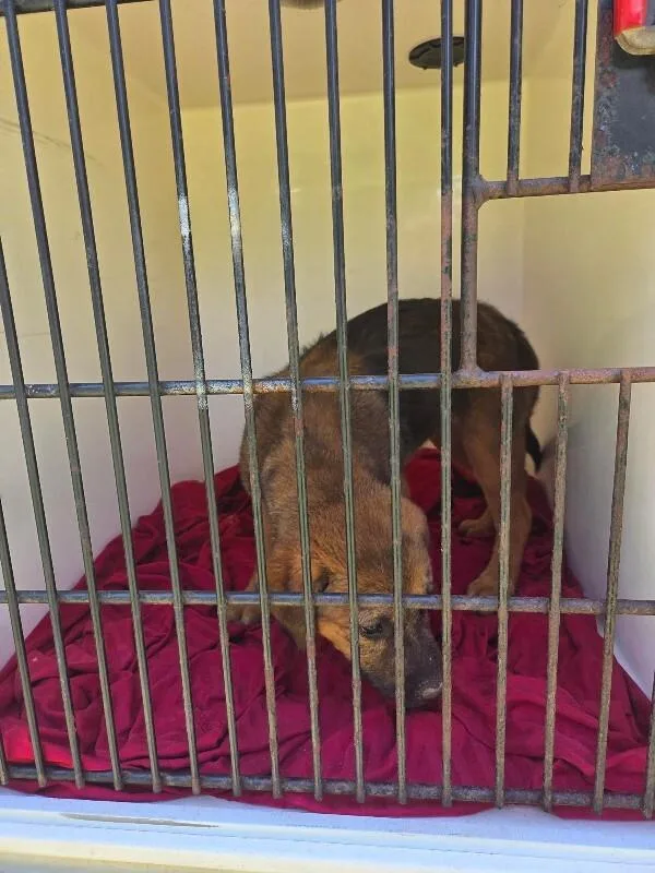 A young medium-sized female Brown / Chocolate Mixed Breed dog named Saphira for adoption in Mobile, AL