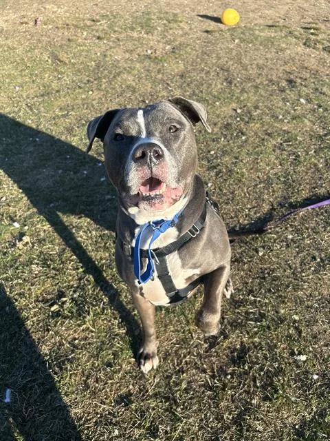 An adult large-sized male Pit Bull Terrier dog named Boston for adoption in Methuen, MA