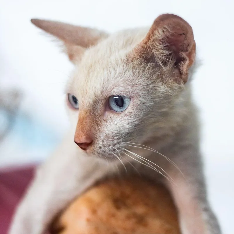 Copito thumbnail 2