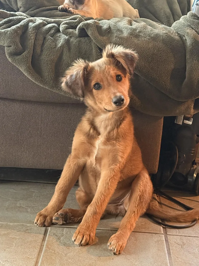 A baby medium-sized female Golden German Shepherd Dog dog named Danika for adoption in Beavercreek, OR
