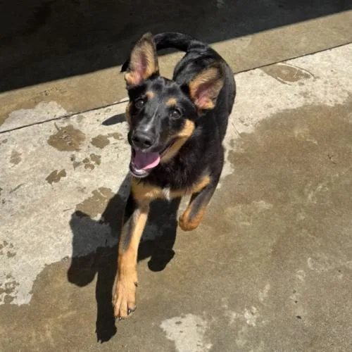 A baby small-sized male Black Shepherd dog named Ricky for adoption in Hamden, CT