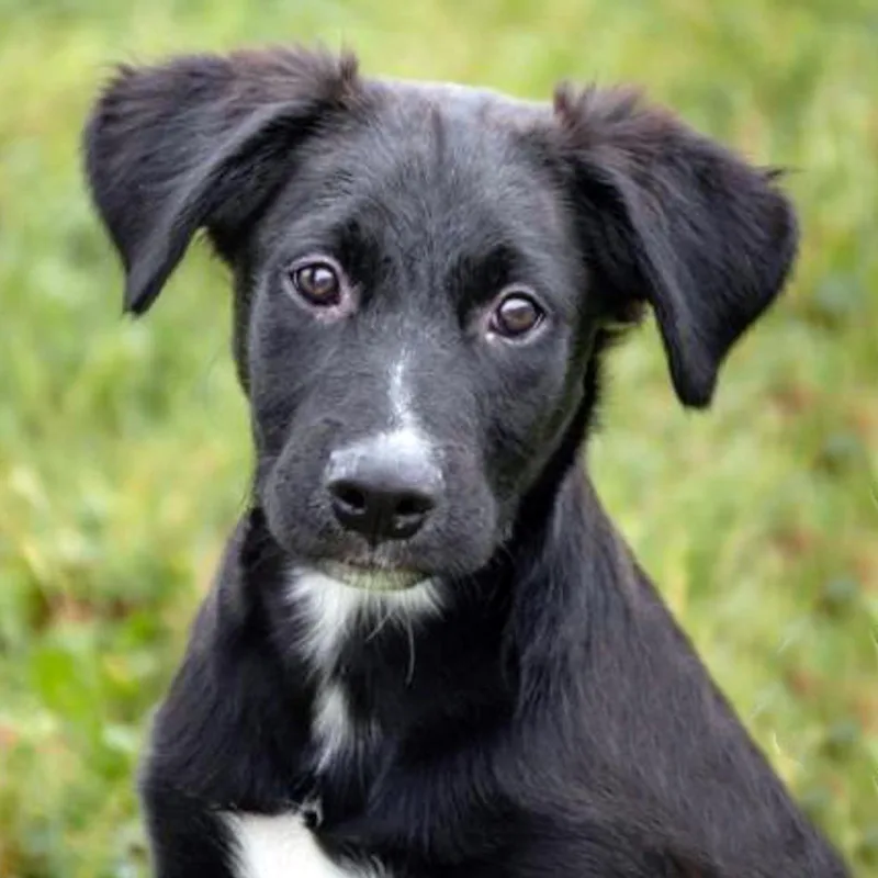 A baby medium-sized male Black Labrador Retriever dog named Randy for adoption in Albany, NY