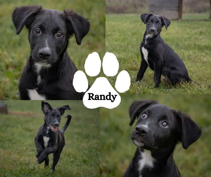 Randy thumbnail 2