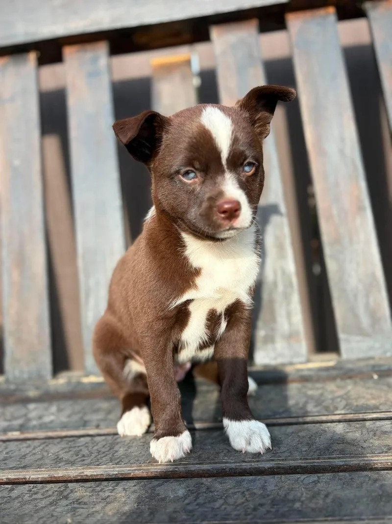 Beau