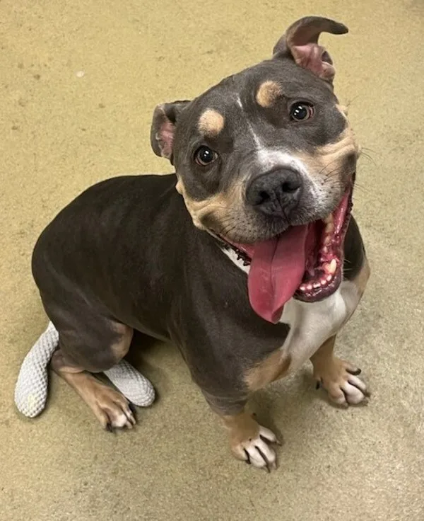 An adult medium-sized female Pit Bull Terrier dog named Lulu for adoption in Napa, CA