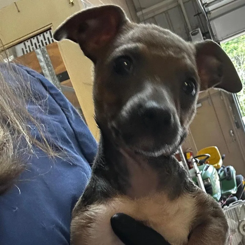 A baby medium-sized female Yellow / Tan / Blond / Fawn Mixed Breed dog named Syria for adoption in Gadsden, AL