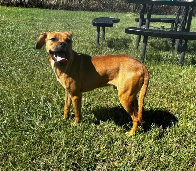An adult small-sized male Boxer dog named Dwight for adoption in Appling, GA