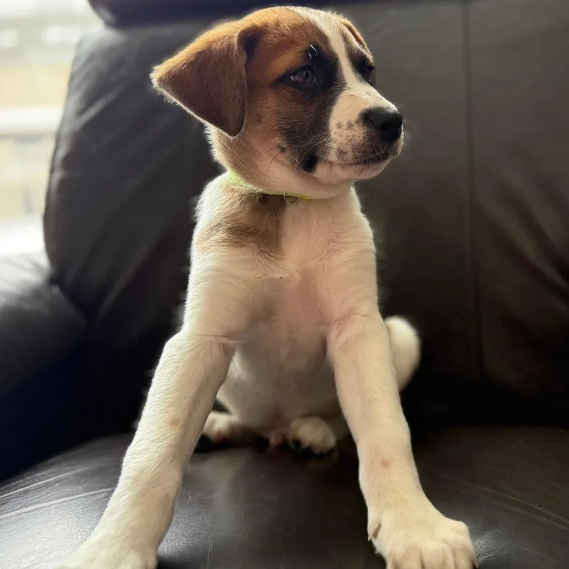 Charlie D thumbnail 2