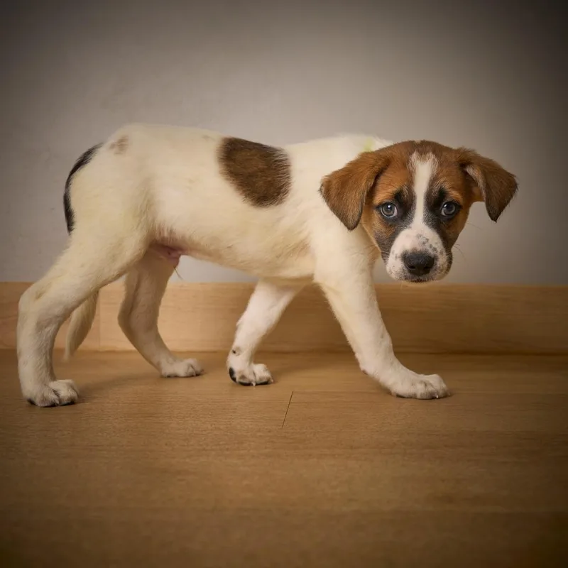 Charlie D thumbnail 4