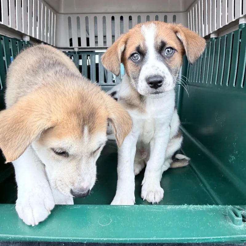 Charlie D thumbnail 5