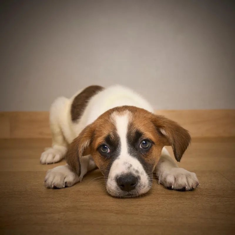 Charlie D thumbnail 6