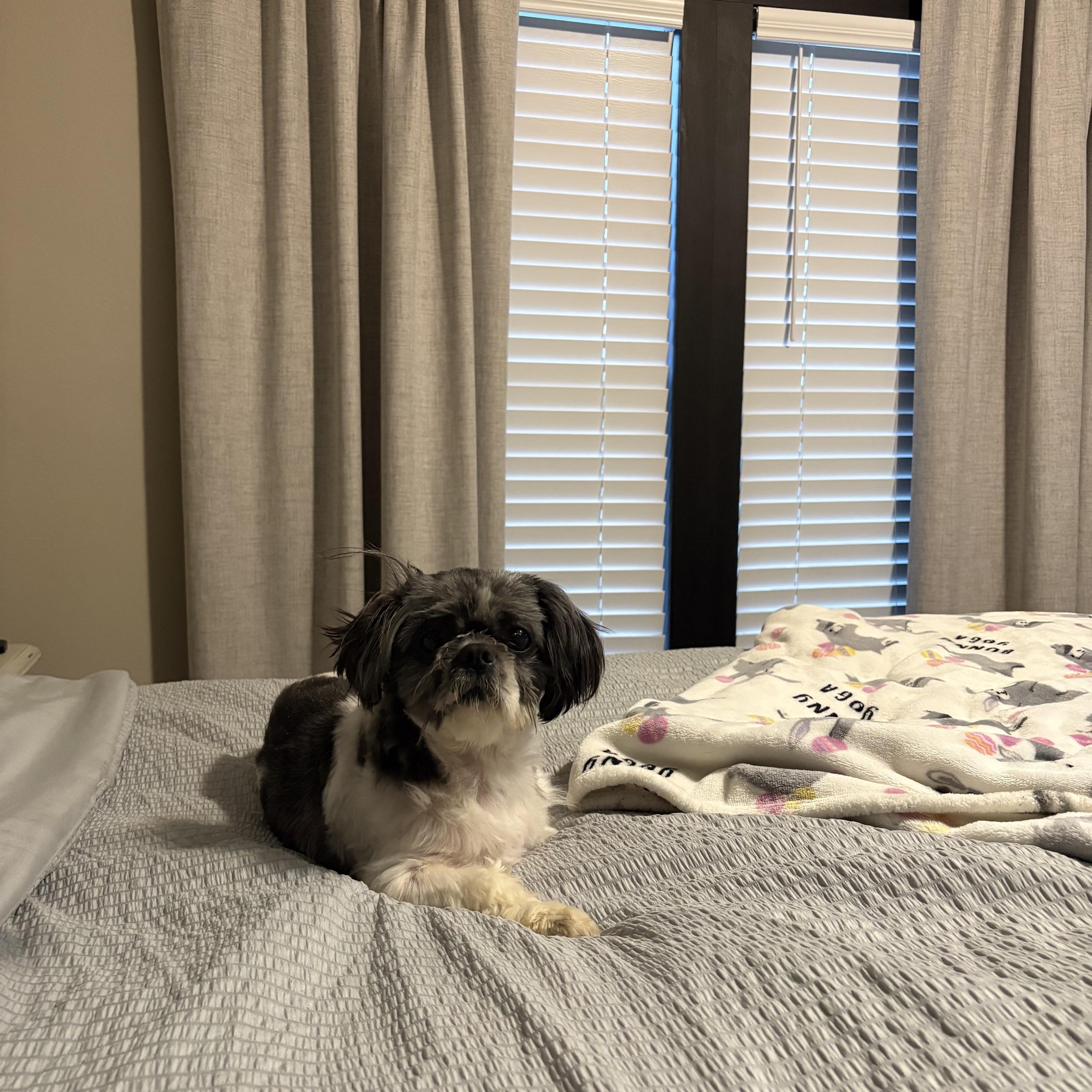 An adult small-sized male White / Cream Shih Tzu dog named Grumpy for adoption in Andover, MA