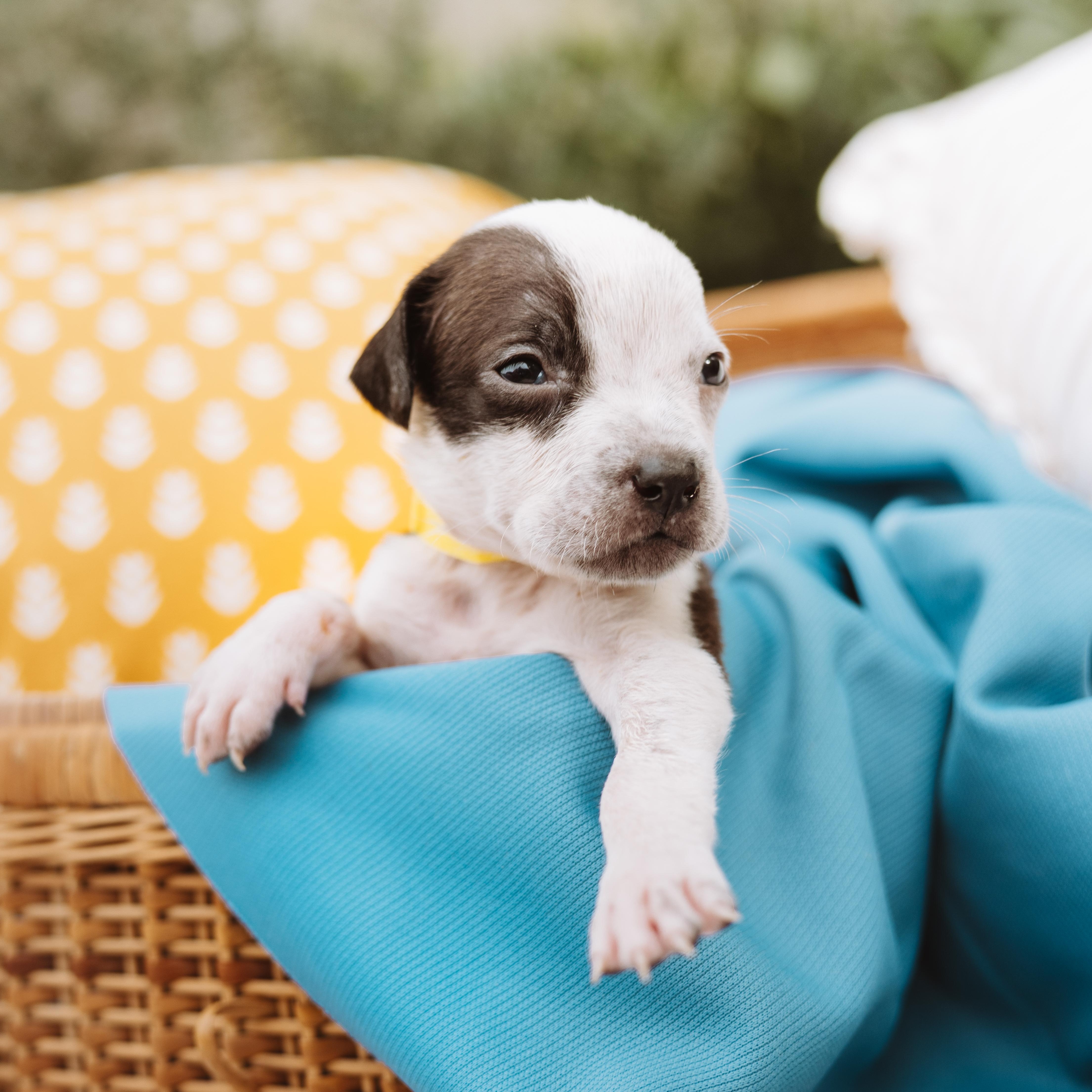 A baby medium-sized male White / Cream Pointer dog named Buccee for adoption in Spring, TX