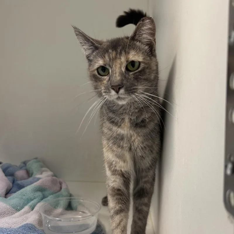 A young medium-sized female Brown / Chocolate Domestic Short Hair cat named Giraldine for adoption in Philadelphia, PA