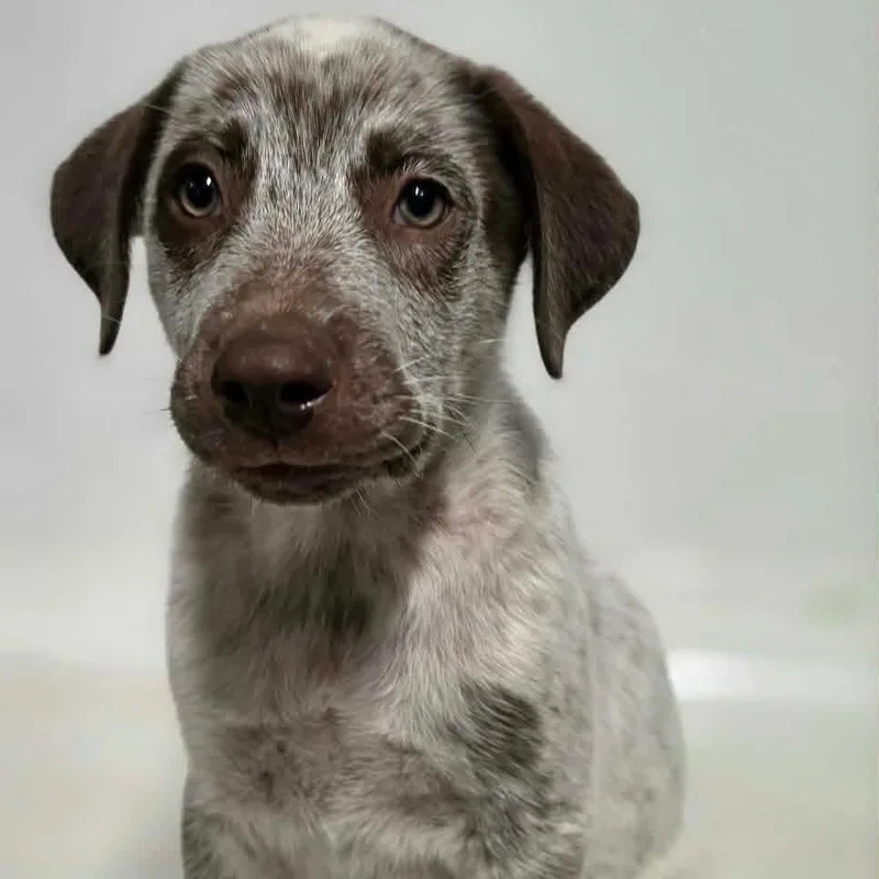 A baby medium-sized male White / Cream Mixed Breed dog named Clover for adoption in BONIFAY, FL