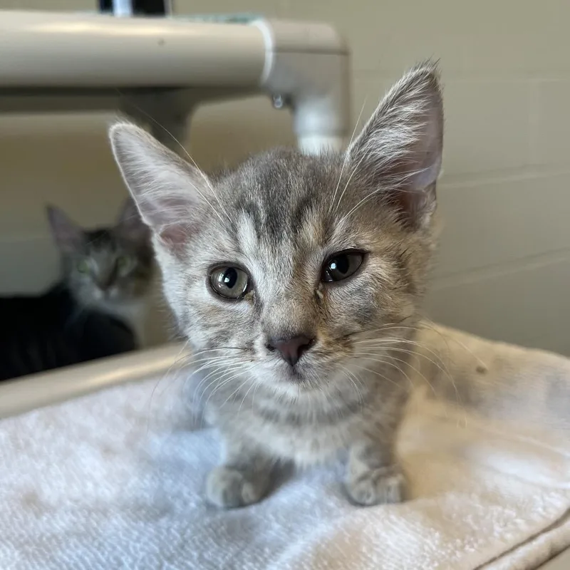 Nova