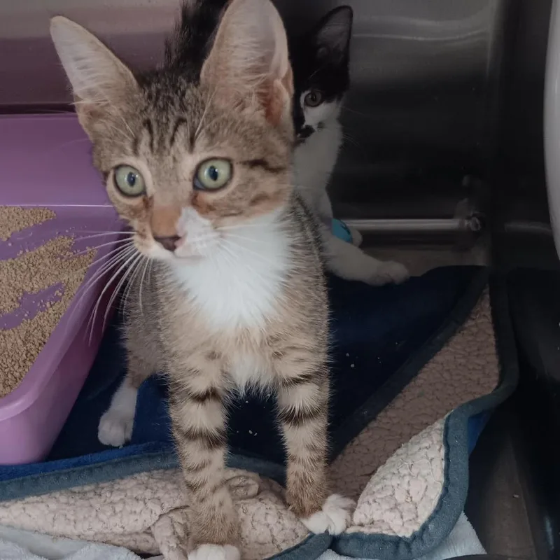 A baby small-sized male Domestic Short Hair cat named Thomas for adoption in Jupiter, FL
