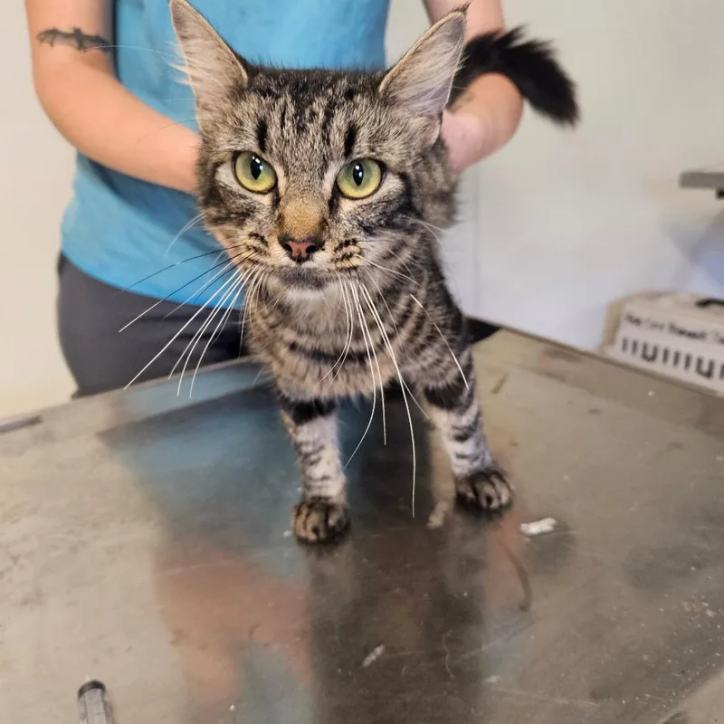 A young medium-sized female Domestic Short Hair cat named Ladder for adoption in Hattiesburg, MS