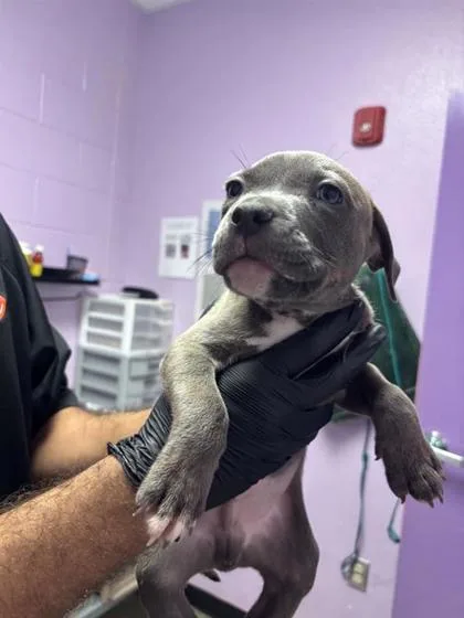 A baby small-sized male Gray / Blue / Silver Pit Bull Terrier dog named 61260817 for adoption in El Paso, TX