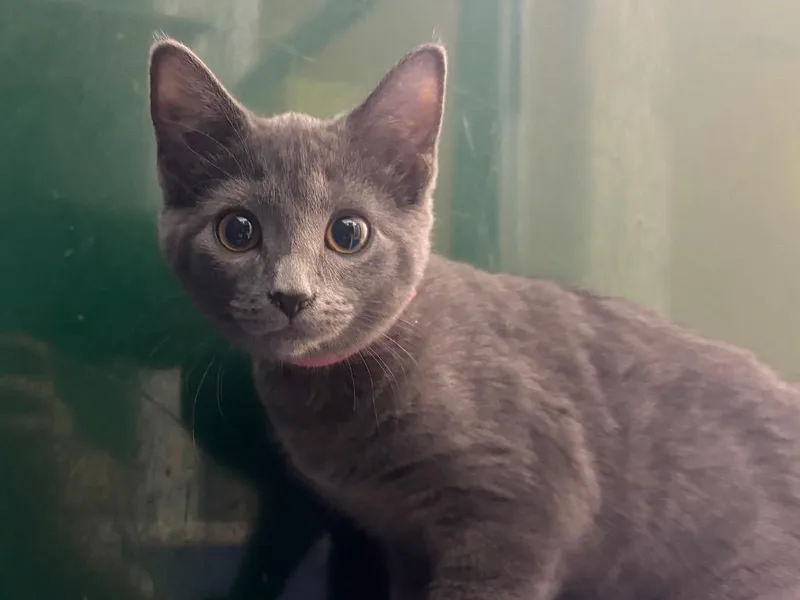 A baby small-sized female Domestic Short Hair cat named Angela Martin for adoption in Powell, OH