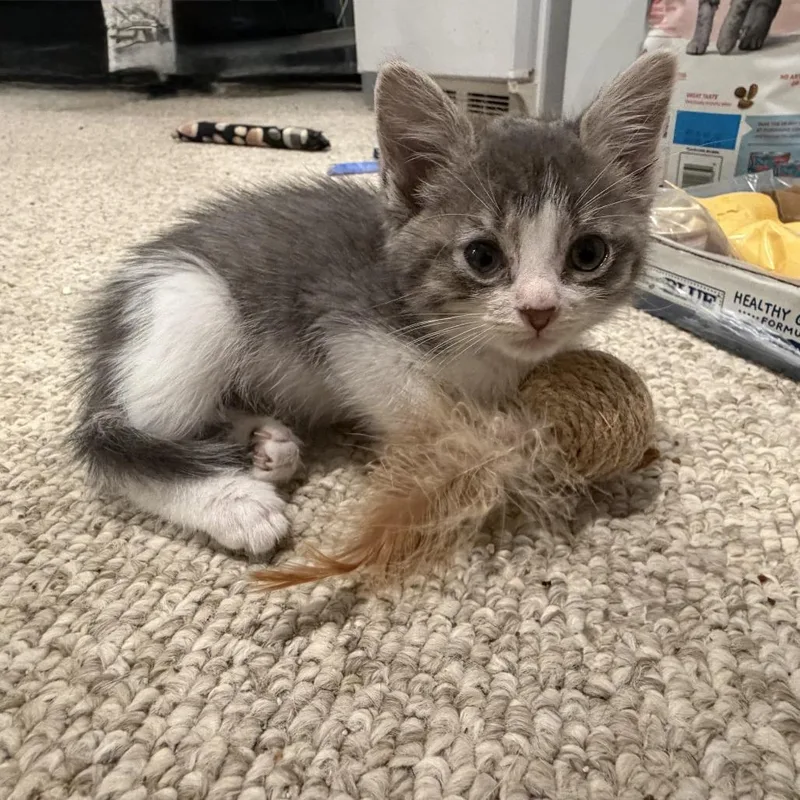 A baby small-sized male Gray / Blue / Silver Domestic Short Hair cat named Willy Nelson for adoption in North Branford, CT