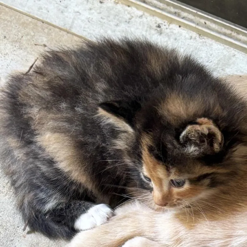 Princess Donut