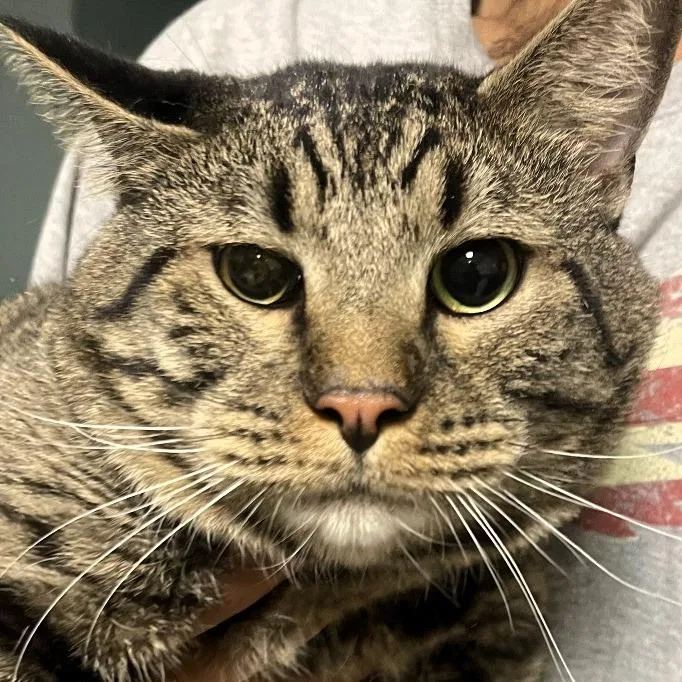 A young extra large-sized male Gray / Blue / Silver Domestic Short Hair cat named Barry for adoption in Shawnee, KS