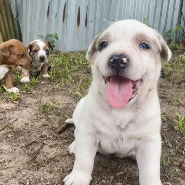 A baby medium-sized male White / Cream Australian Shepherd dog named Darrell for adoption in Wadena, MN
