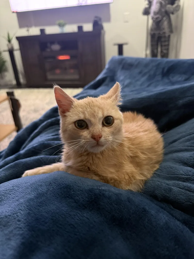 A young small-sized male Buff / Tan / Fawn Domestic Long Hair cat named Lj for adoption in Seven Valleys, PA